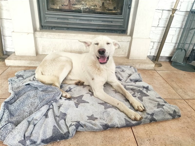 KEVIN ❤ EILIG!!! sucht: Zuhause oder Pflegestelle