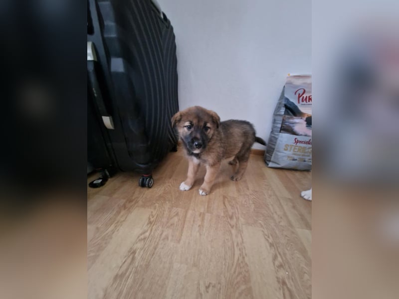 Tomi, kleiner Zwerg sucht sein passendes Körbchen