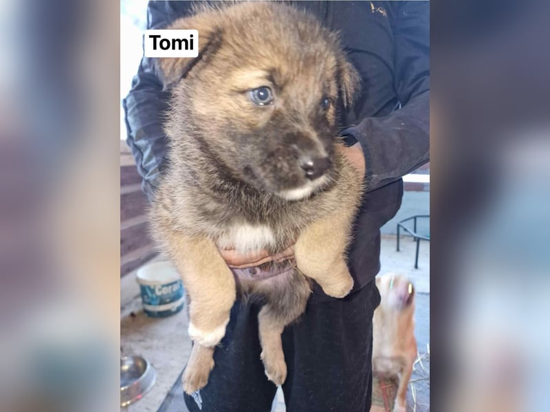 Tomi, kleiner Zwerg sucht sein passendes Körbchen