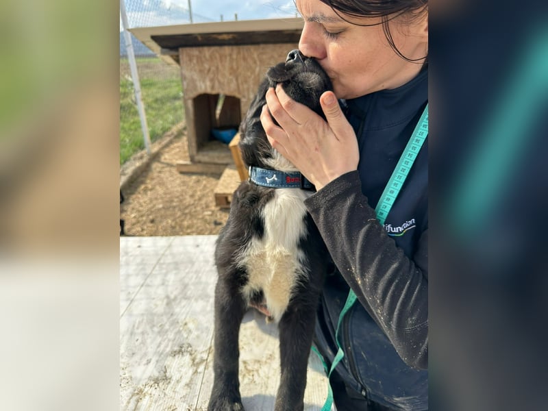 Wolle, lustiger Hundebub sucht sein Glück