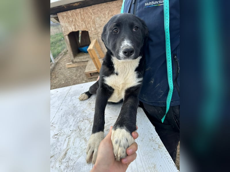 Woopy, wunderschönes Hundemädchen sucht zuverlässige Menschen