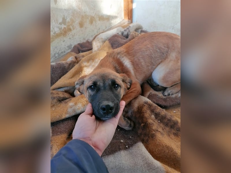 VALI ❤ sucht Zuhause oder Pflegestelle