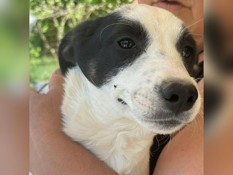 Amelia, kleines Hundefräulein sucht liebevolle Hände