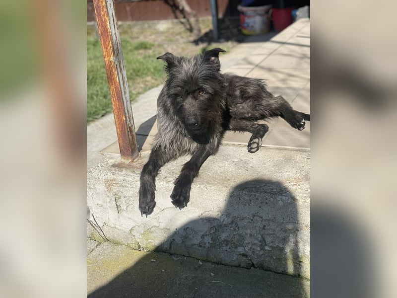 Xana, Hundemama sucht liebevolles Zuhause