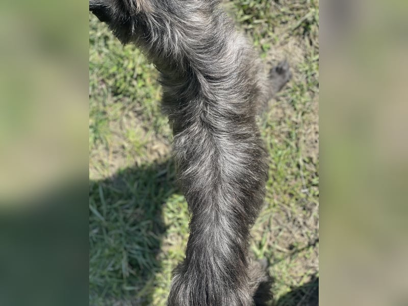 Xana, Hundemama sucht liebevolles Zuhause