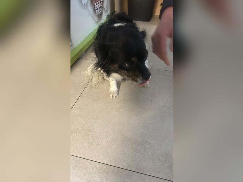 Maya, zauberhafte Hündin sucht Gesellschaft