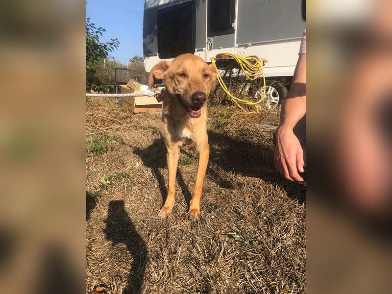 SHRIMP ❤️ sucht Zuhause oder Pflegestelle