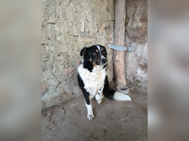ASTRA❤ EILIG! sucht Zuhause oder Pflegestelle