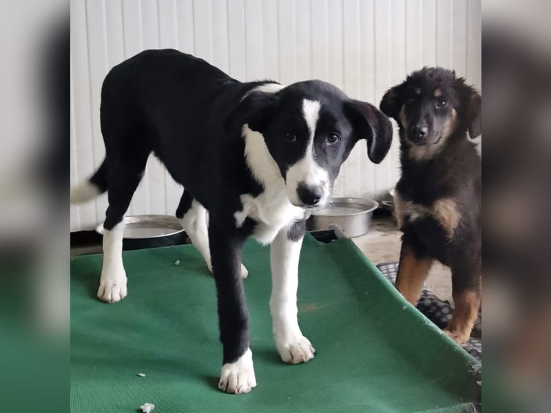 ELIO ❤️ Sehr EILIG! sucht Zuhause oder Pflegestelle