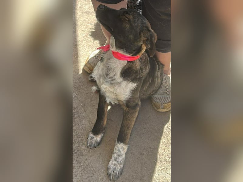 Ava, zauberhaftes Hundemädchen sucht ihre Menschen