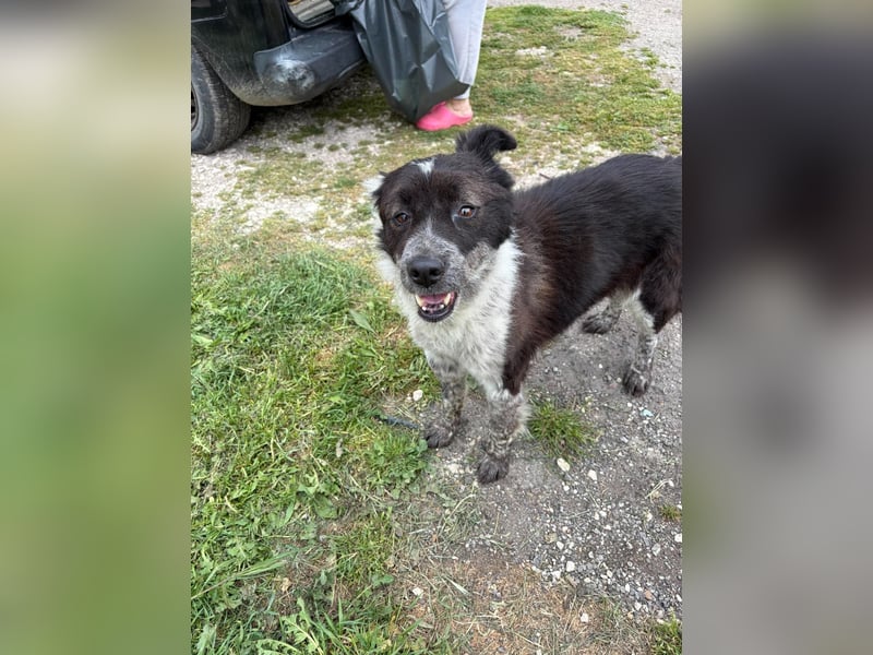 NIKA ❤️ EILIG sucht Zuhause oder Pflegestelle