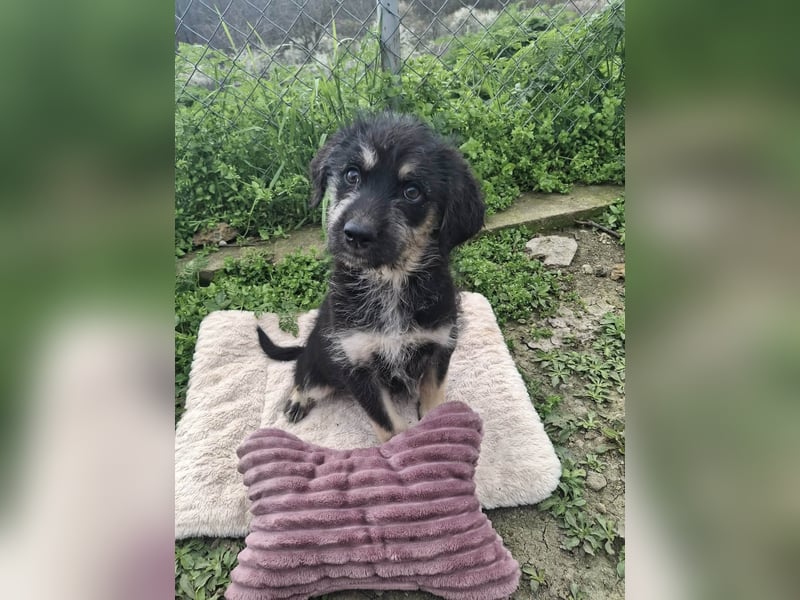 WHOOPI ❤  wartet in 30855 Langenhagen auf Dich