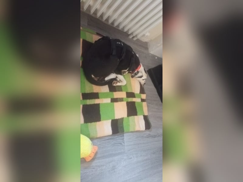 MONDSEE ❤  wartet in 26316 Varel auf Dich