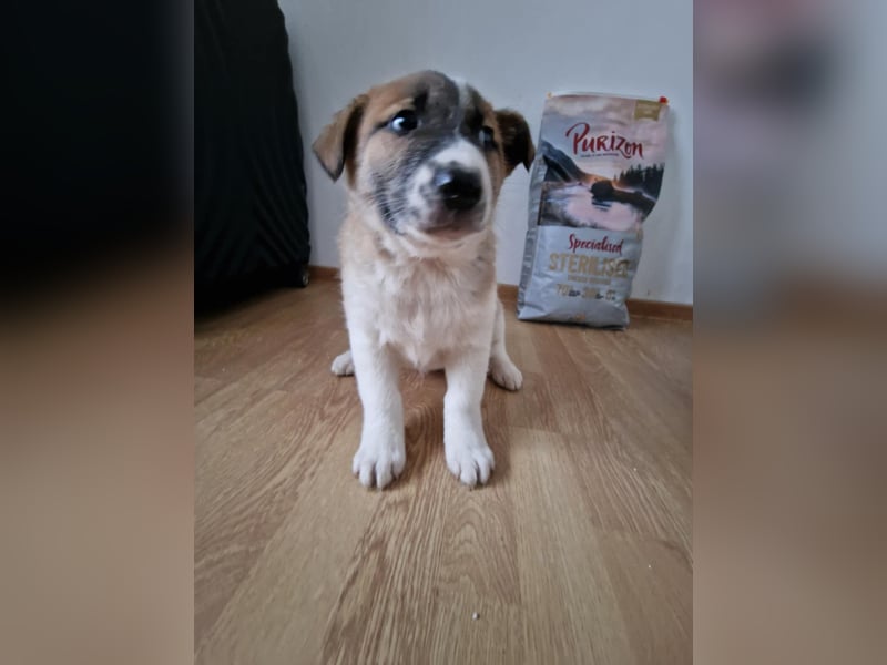 Tyler, kleiner Hundemann auf der Suche nach dem Glück