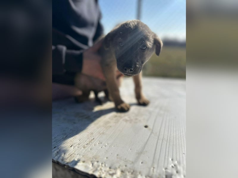 Xerox, süßer geht fast nicht