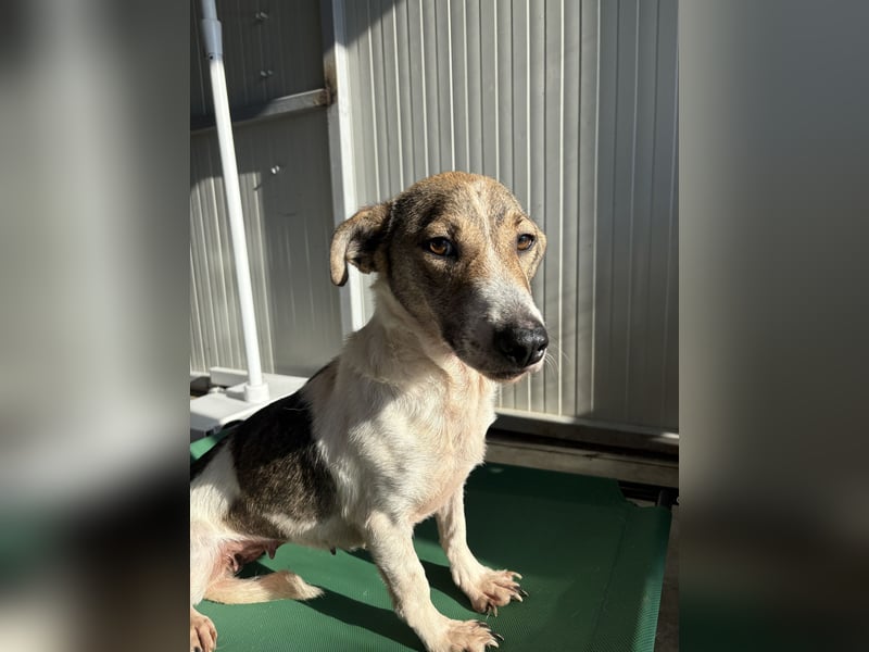 RAVENA ❤ wartet in 52441 Linnich-Gereonsweiler auf Dich