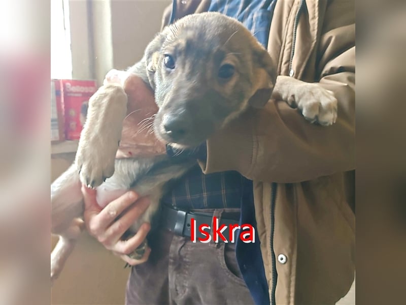 ISKRA ❤ EILIG sucht Zuhause oder Pflegestelle