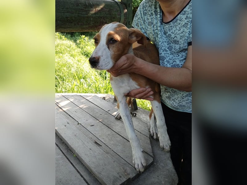 SINDI ❤ sucht Zuhause oder Pflegestelle