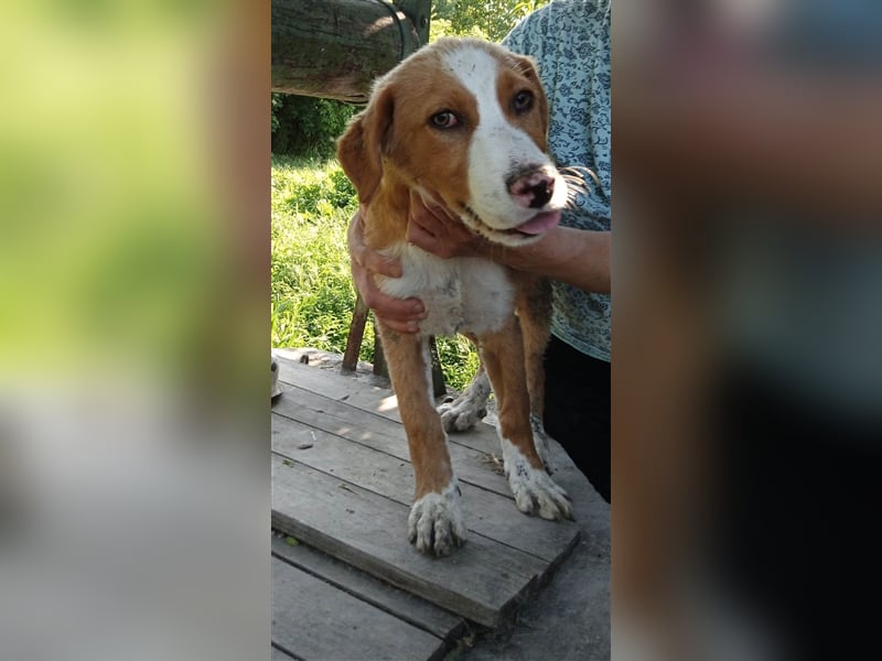 SELY ❤ sucht Zuhause oder Pflegestelle