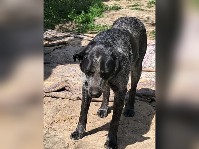 Berta, Hundemädchen sucht liebevolle Hände