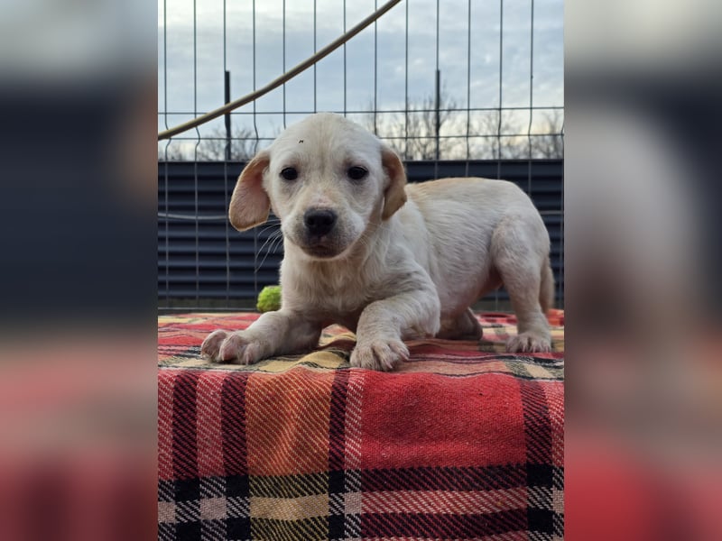 Daisy - zuckersüßes Hundemädchen