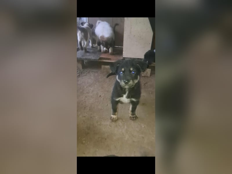 DENIRO ❤ EILIG! sucht Zuhause oder Pflegestelle