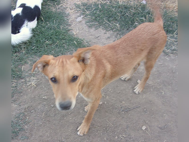 MITTER ❤ EILIG! sucht Zuhause oder Pflegestelle