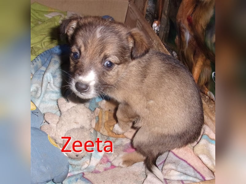 ZEETA ❤ wartet in 12349 Berlin auf DICH