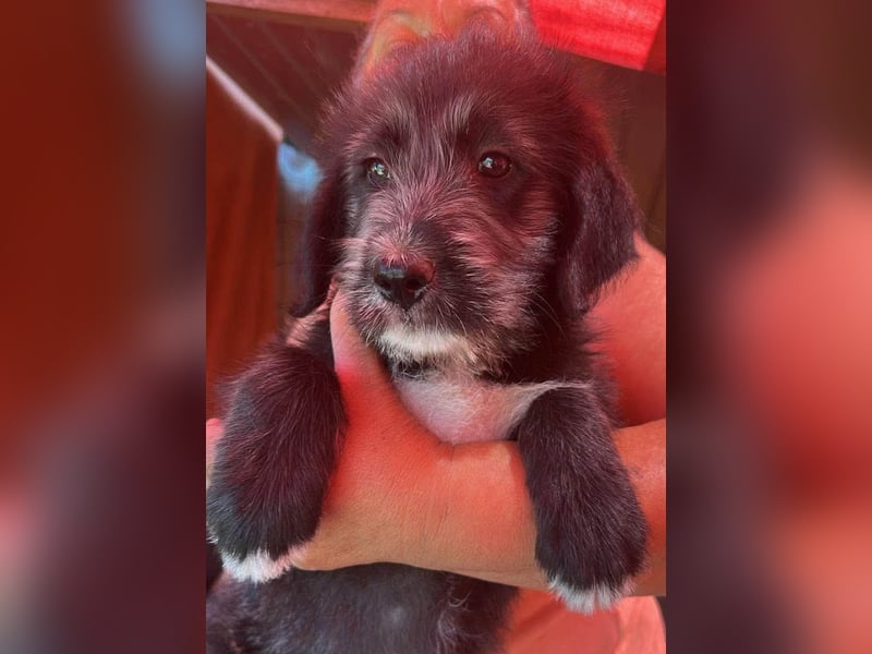Dolly, kleines Hundemädchen sucht Familie