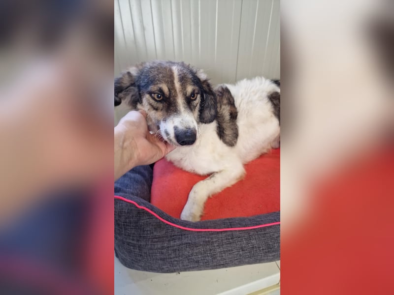 GERRY ❤ SEHR EILIG! sucht Zuhause oder Pflegestelle