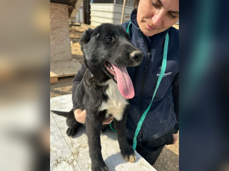 Wolle, lustiger Hundebub sucht sein Glück