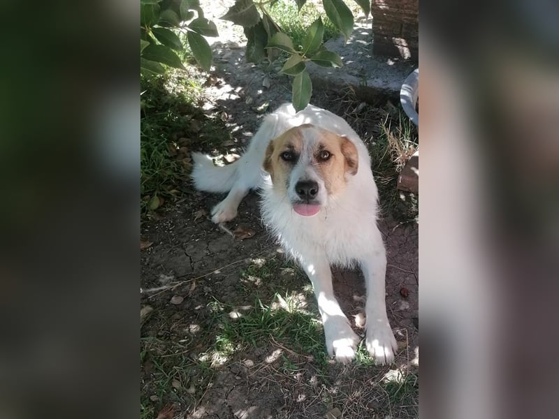 STEFFY ❤️ sucht Zuhause oder Pflegestelle