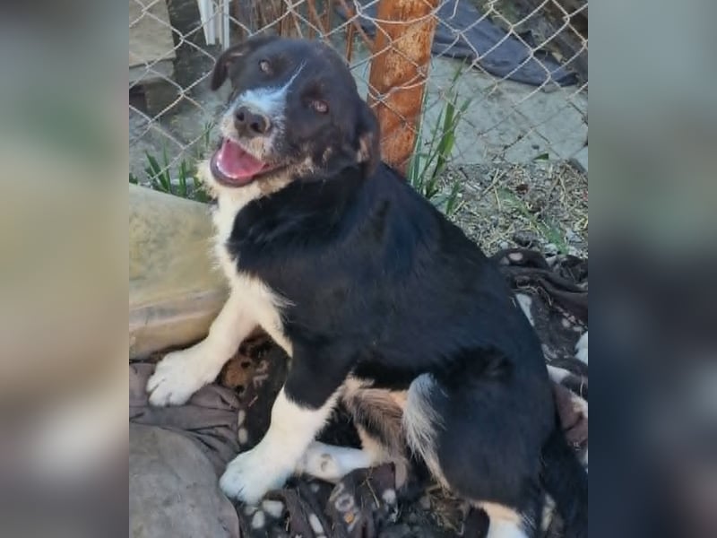 Toffy, kleines Hundemädchen sucht liebevolle Hände