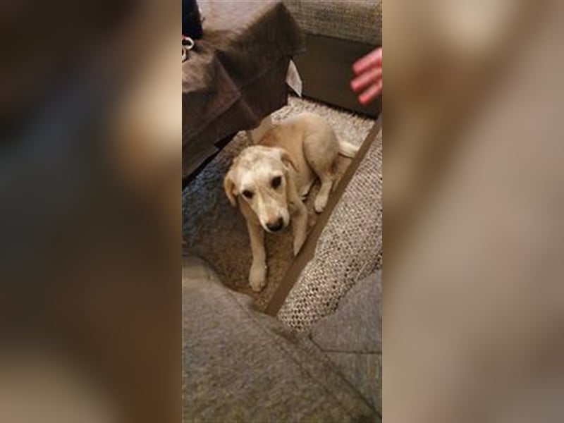 ESTO ❤  wartet in 24793 Bargstedt auf Dich