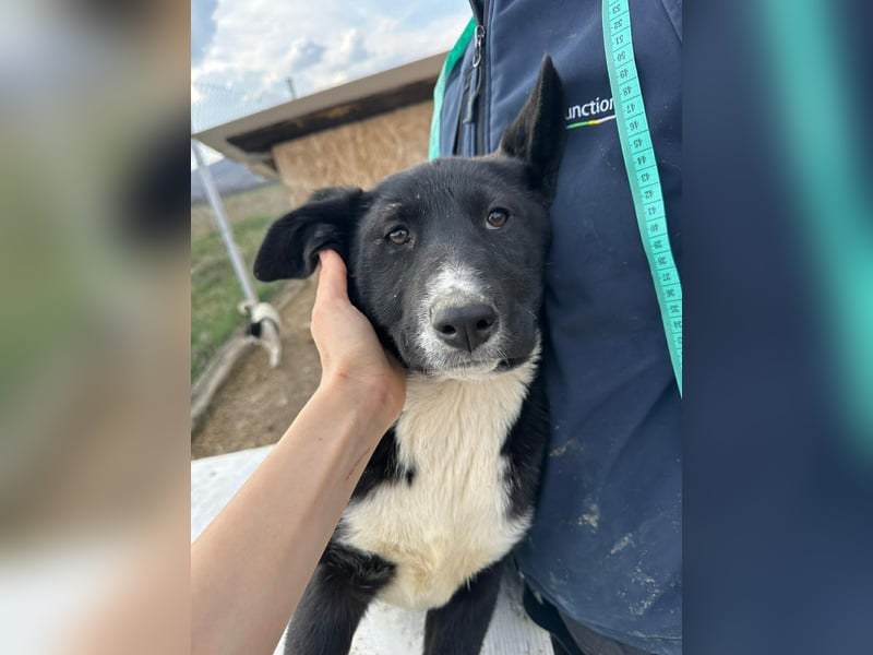 Woopy, wunderschönes Hundemädchen sucht zuverlässige Menschen