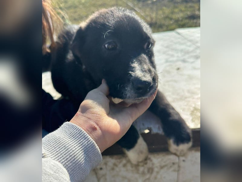 Woopy, wunderschönes Hundemädchen sucht zuverlässige Menschen