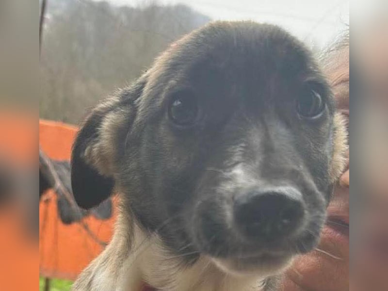 Arielle, kleine Zuckerschnute sucht Bleibe für immer