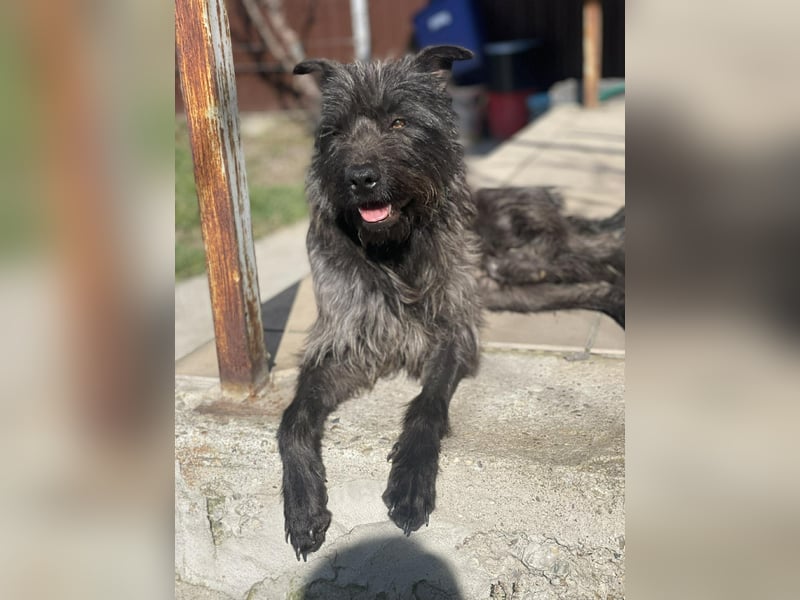 Xana, Hundemama sucht liebevolles Zuhause