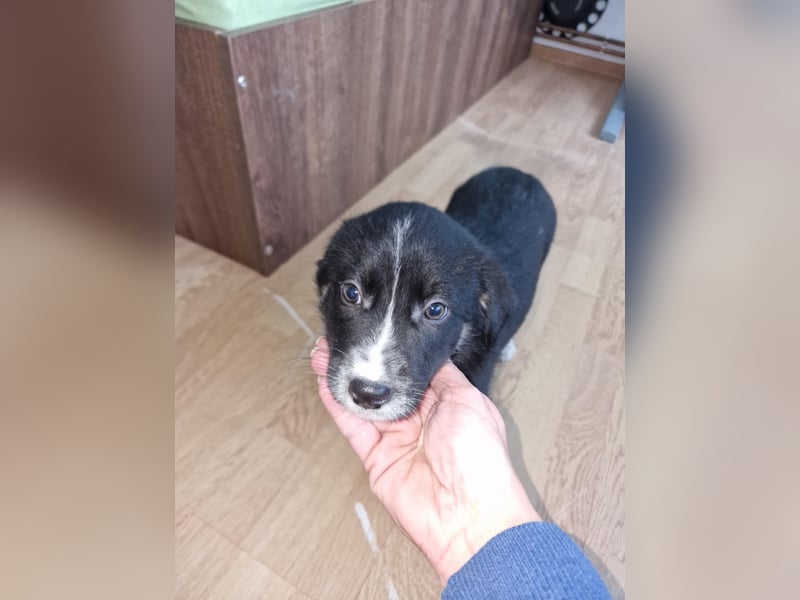 Toffy, kleines Hundemädchen sucht liebevolle Hände