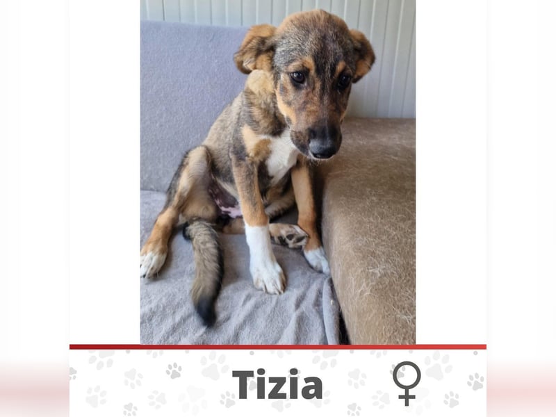 TIZIA ❤️ Eilig! sucht Zuhause oder Pflegestelle