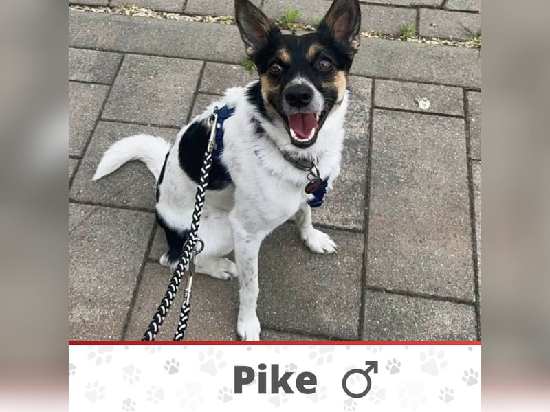 PIKE ❤️ (wird jetzt Spike gerufen)  wartet in 39179 Barleben auf Dich