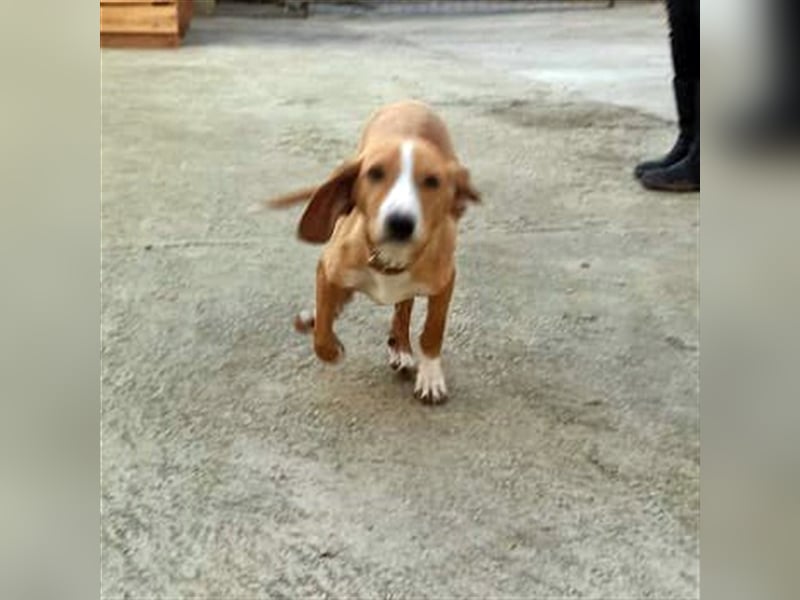 RIKICA ❤ sucht Zuhause oder Pflegestelle