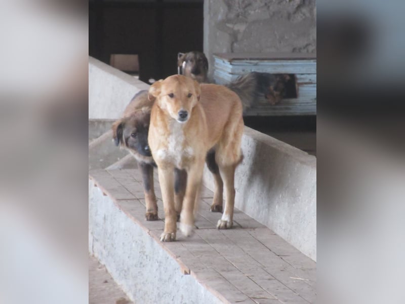 VANILA ❤ sucht Zuhause oder Pflegestelle