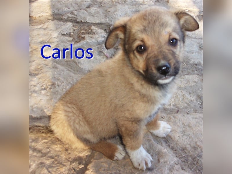 CARLOS ❤ sucht Zuhause oder Pflegestelle