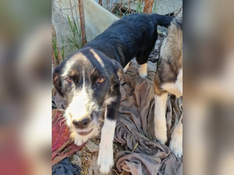 Toffy, kleines Hundemädchen sucht liebevolle Hände