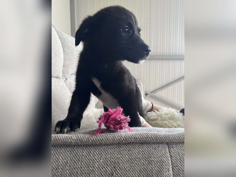 FREYA ❤️  wartet in 97422 Schweinfurt auf Dich