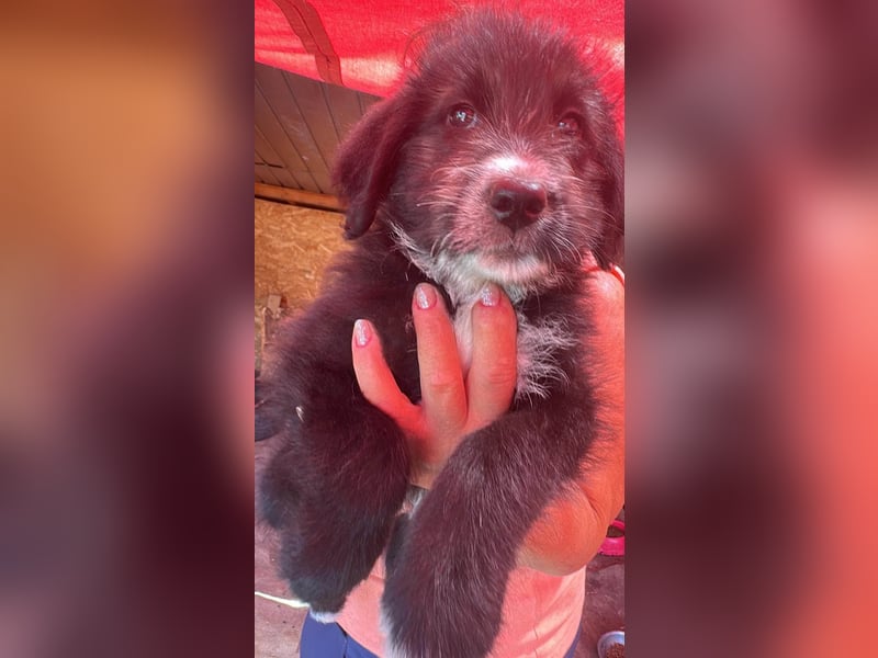 Dalia, Hundekind sucht Familienanschluß