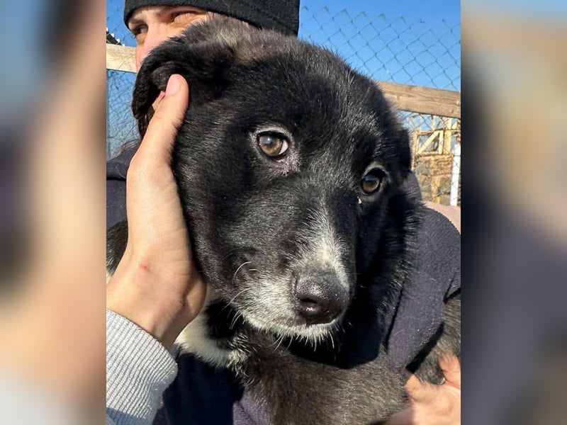 Woopy, wunderschönes Hundemädchen sucht zuverlässige Menschen