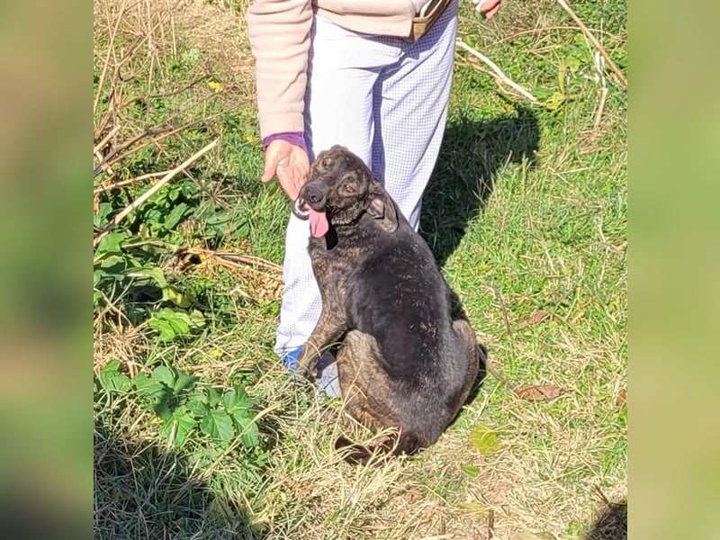 GEENA ❤ EILIG! sucht Zuhause oder Pflegestelle