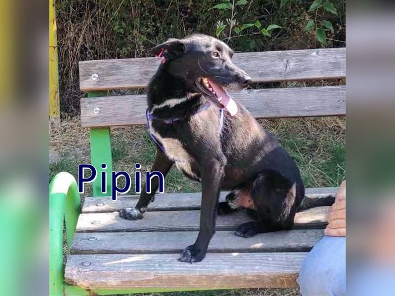 PIPIN ❤ sucht Zuhause oder Pflegestelle